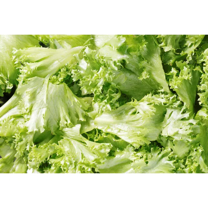 Fresh SalaattiMestari Jääsalaatti irtolehti 1,0 kg pss