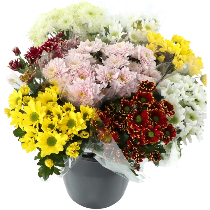 Krüsanteemikimp, 5 tk