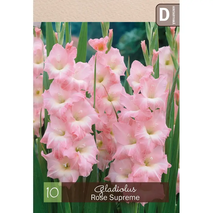 Gladiolus 'Rose Supreme' 10kpl
