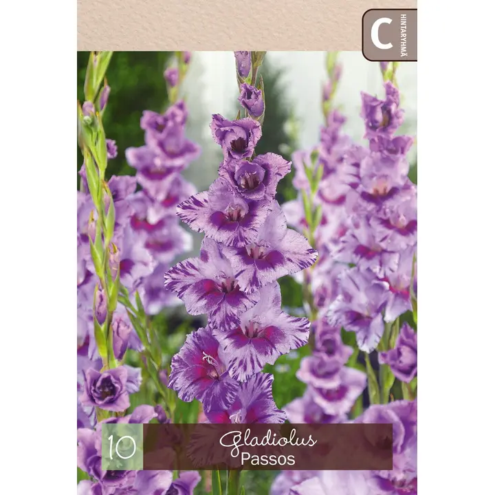 Gladiolus 'Passos' 10kpl