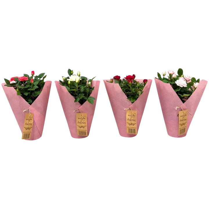 Isokukkainen ruusu lahjakääreessä, lajitelmavärit