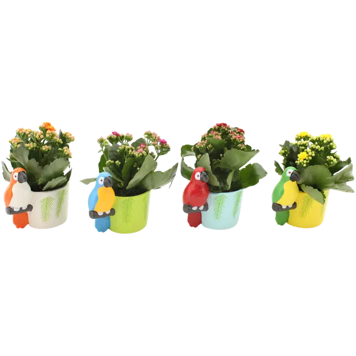 Kalanhoe linnuga