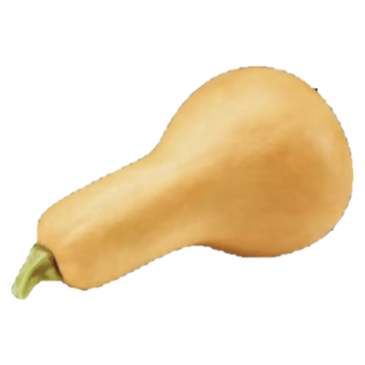 Keegelkõrvits