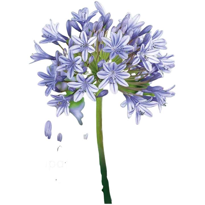 Sinisarja Donau No.I x1