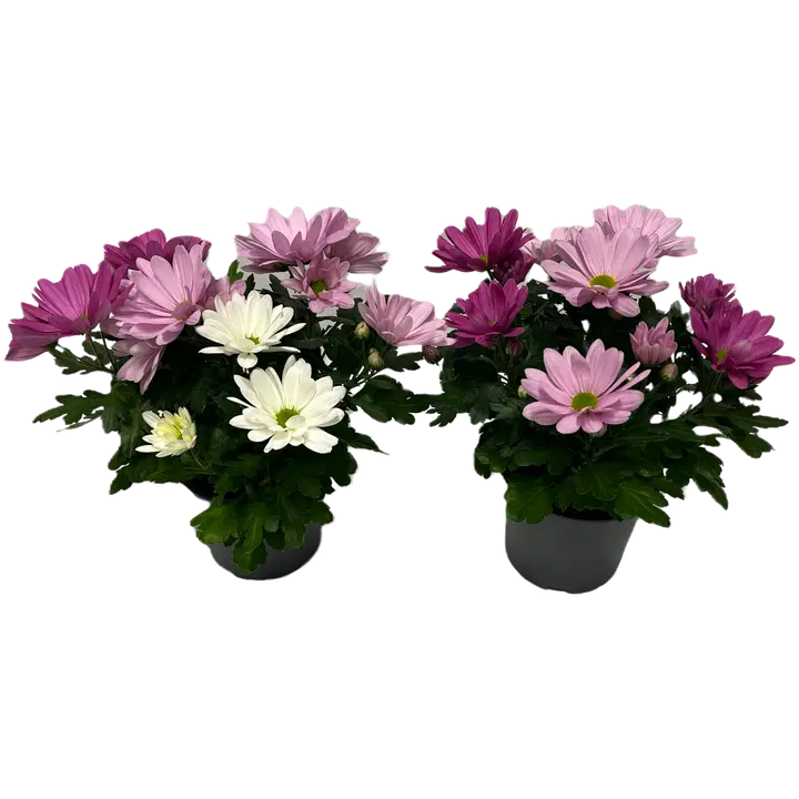 Mitmevärviline krüsanteem