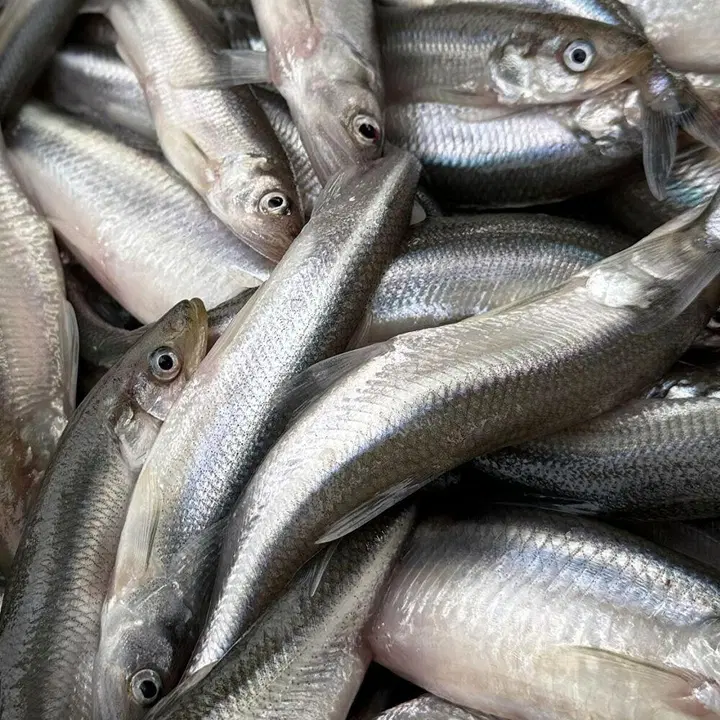 Kalamajakas Meritint jahutatud, kg