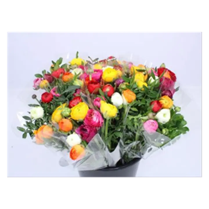 Kimp värviline kullerkupp