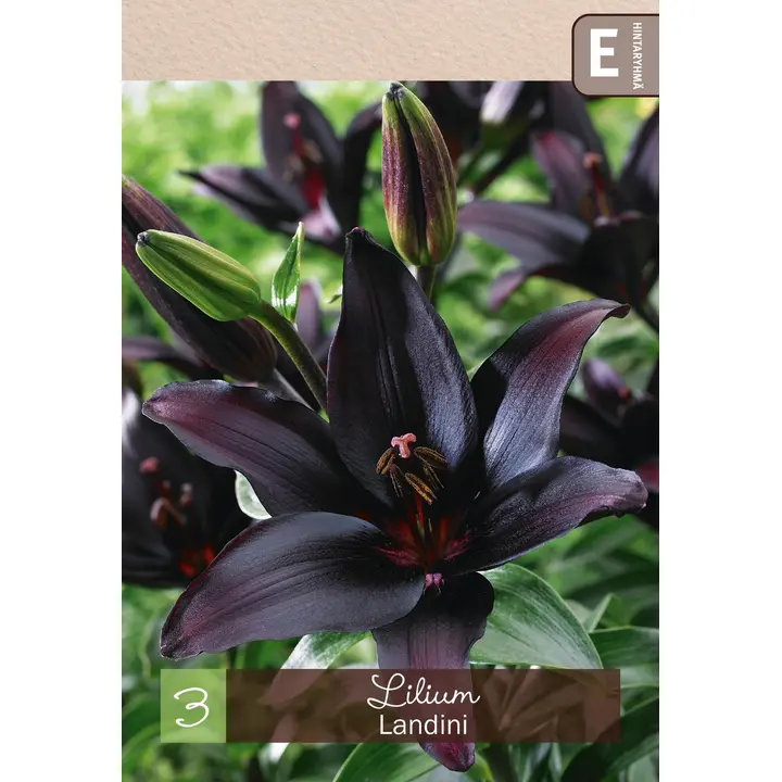 Värililja 'Landini' 3kpl