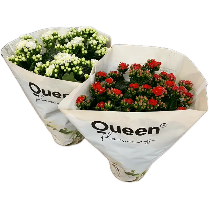 Queen tulilatva Roseflower, sävyllinen lahjakääre, kevyesti glitteriöity sävy sävyyn