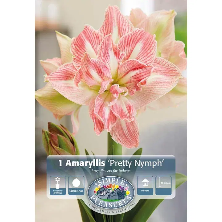 Amaryllissipuli Pretty Nymph 28/30, 1kpl