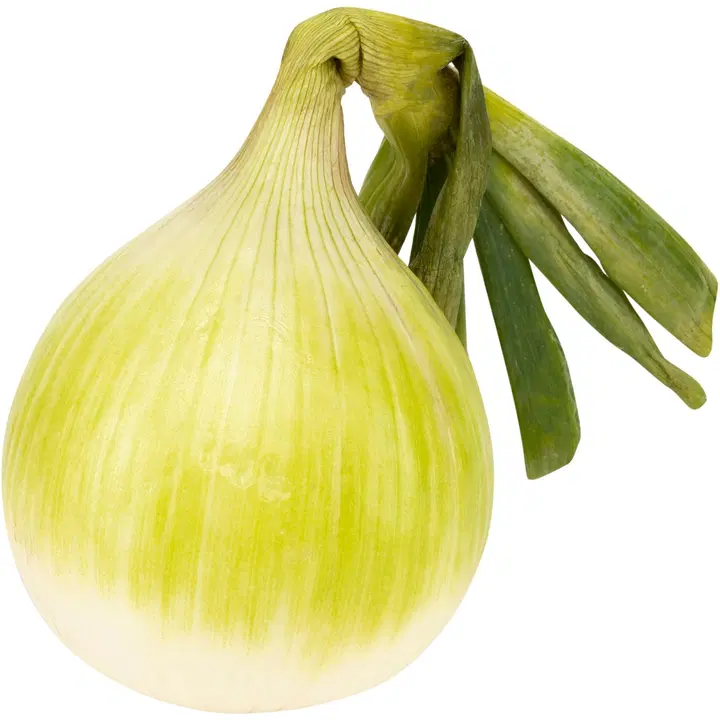 Lempinen jättisipuli kotimainen