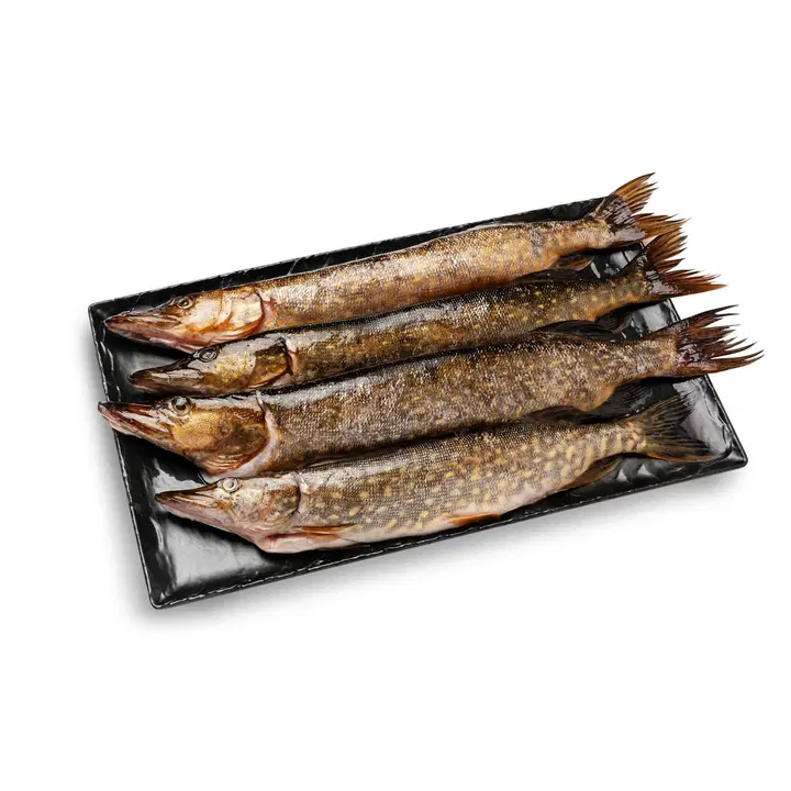 Hätälä Hauki perattu n10kg