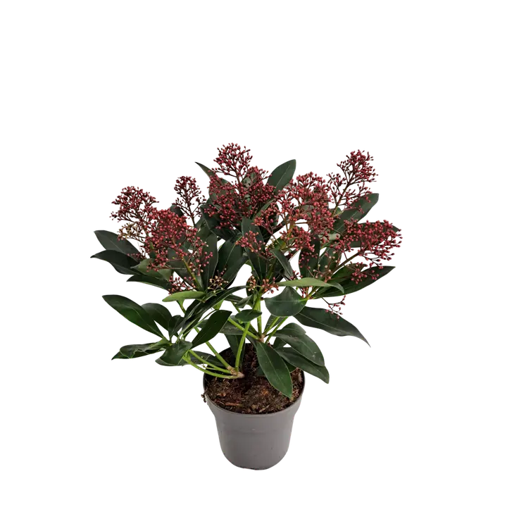 Skimmia Rubella
