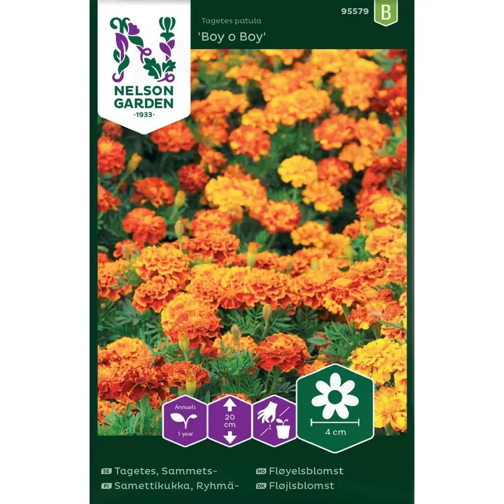 95579 tagetes boy o boy