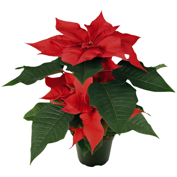 Kotimaista FT Jõulutäht L punane