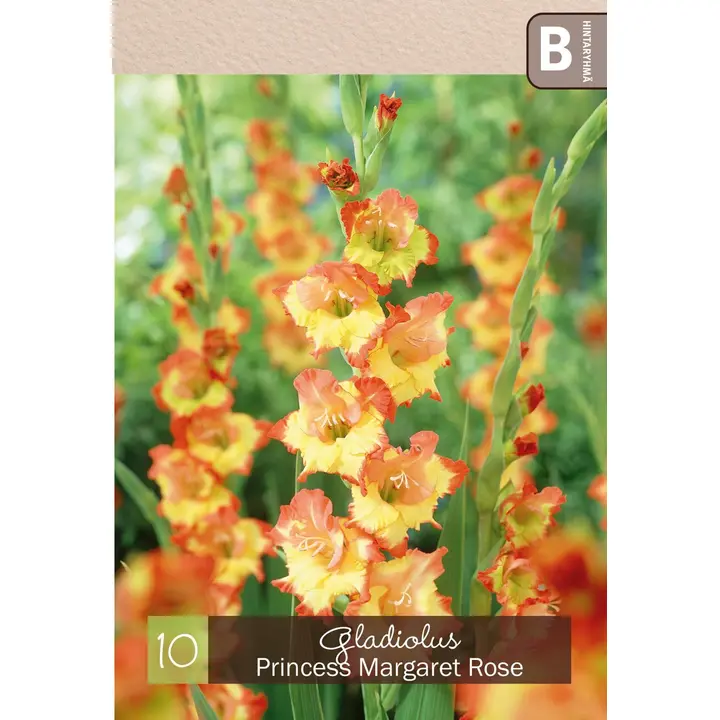 Gladiolus 'Princess Margareth Rose' 10kpl