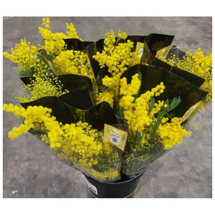 Mimosa, 5-8 oksaa, 50cm