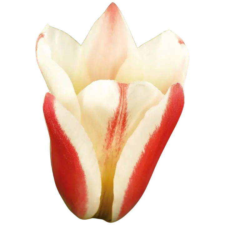 Tulppaani Tarafa Z11-12, 7kpl