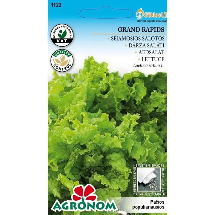 Salat grand rapids - lactuca sativa l.