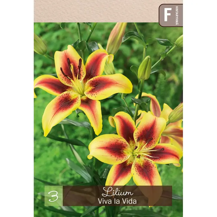 Lilja 'Viva la Vida' 3kpl