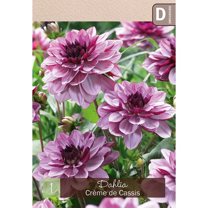Koristedaalia 'Creme de Cassis' 1kpl
