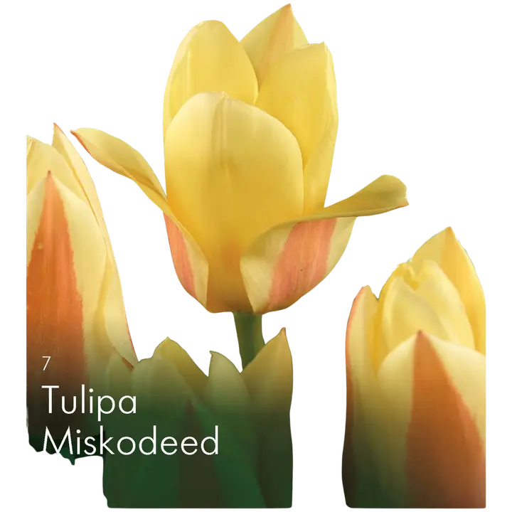 Tulppaani Miskodeed Z11-12, 7kpl