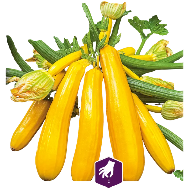 86147 suvikõrvits yellowstar f1