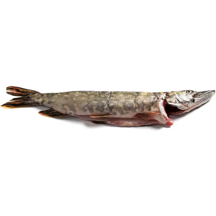 Finnish Freshfish Hauki kokonainen