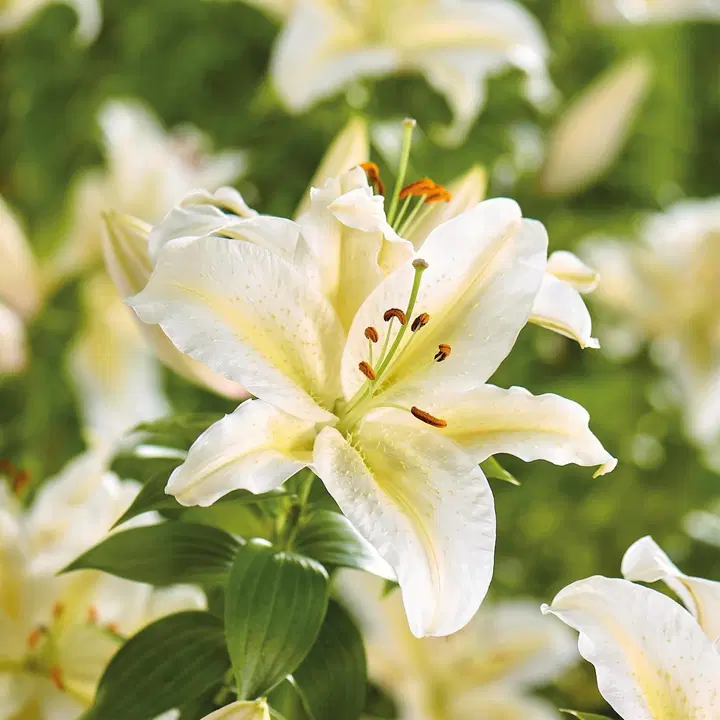 Idänlilja Bafferari 3kpl