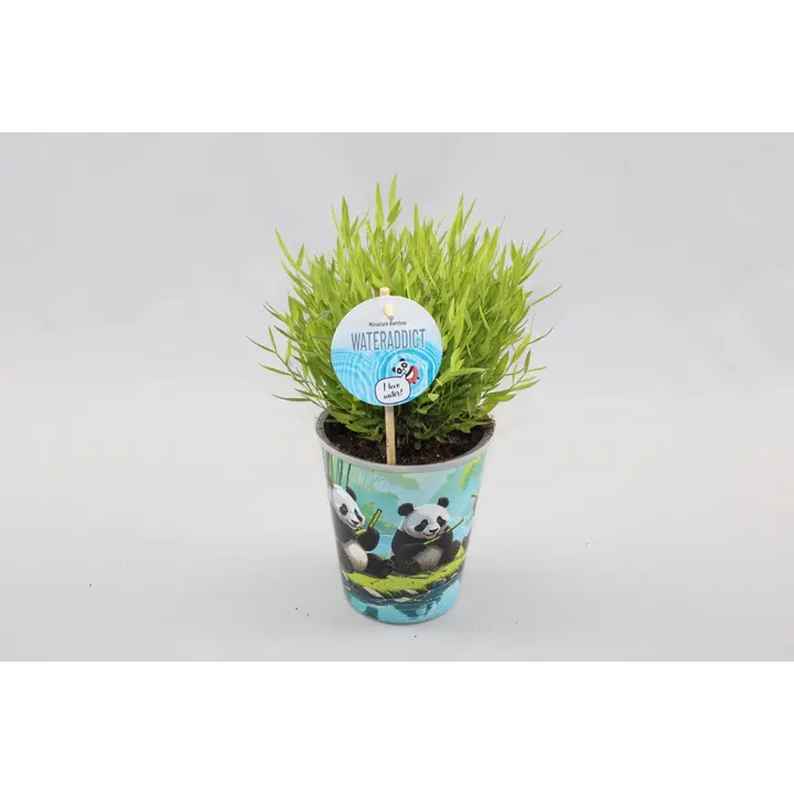 Ilukõrreline Monica