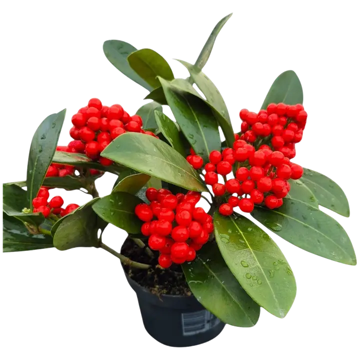 Skimmia, Skimmia japonica O'Berries, 6+ marjaterttua, värilajitelma punainen ja valkoinen