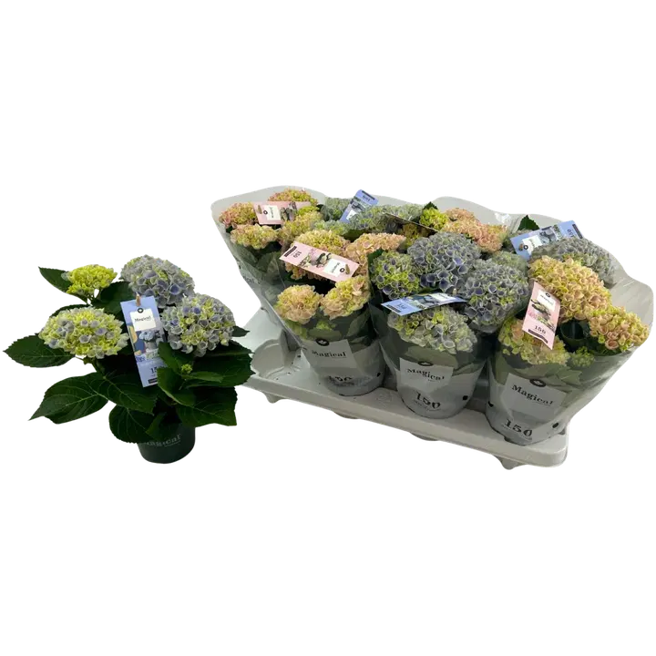 Hortensia Magigal Revolution