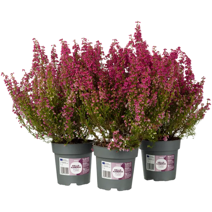 Erica gracilis, kellokanerva