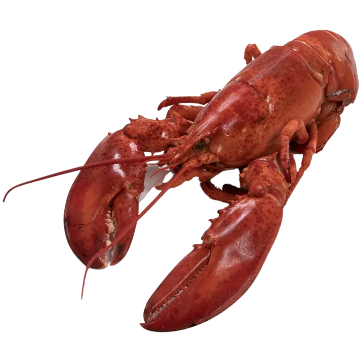 Hummeri kokonainen keitetty pakaste 300g