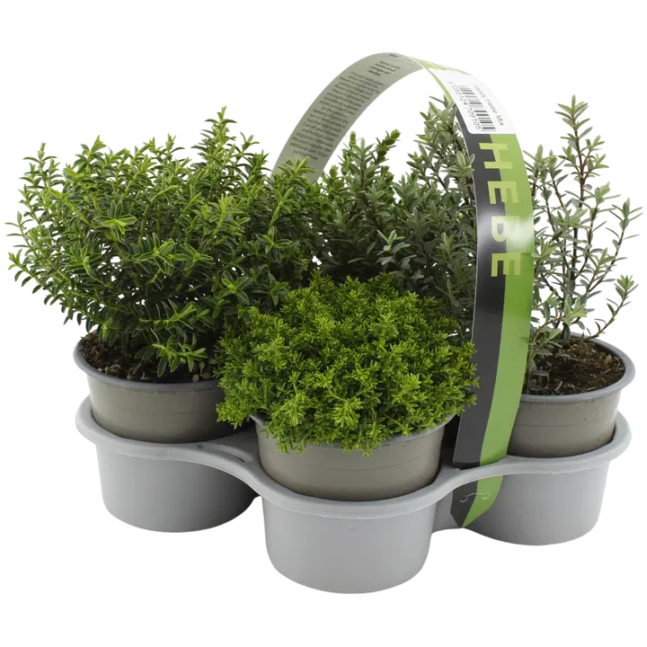 Hebe 4-pack