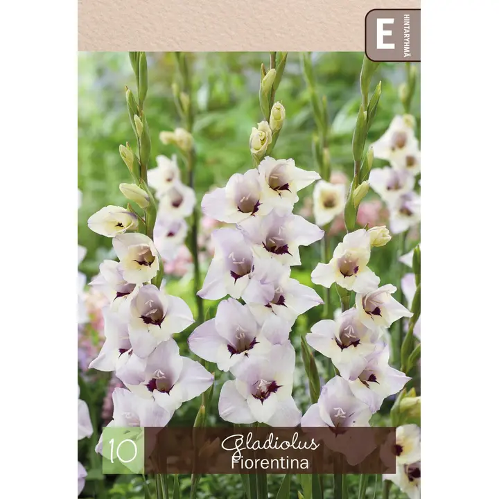 Gladiolus 'Fiorentina' 10kpl