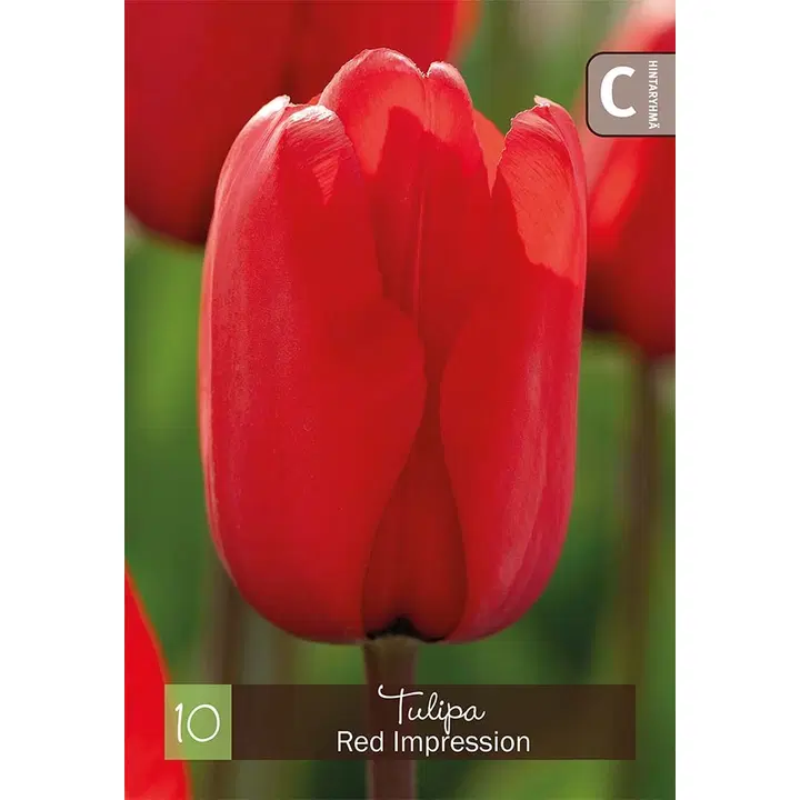 Tulppaani Red Impression Z11-12, 10kpl