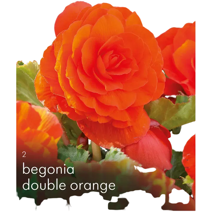 Begonia Kerr.Oranssi 2kpl