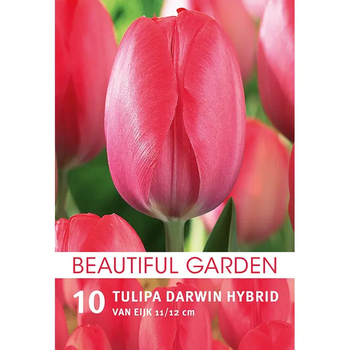Tulppaani Van Eijk 10kpl