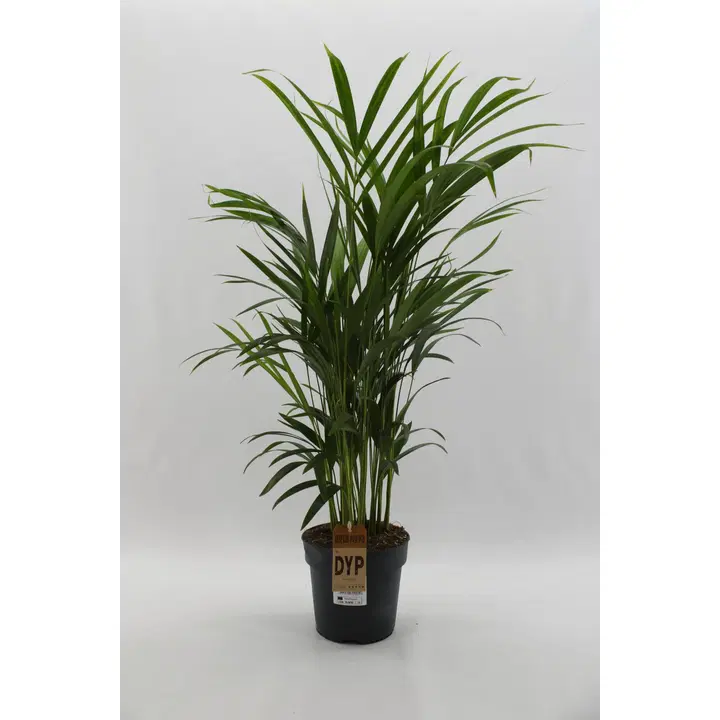 Kuldpalm