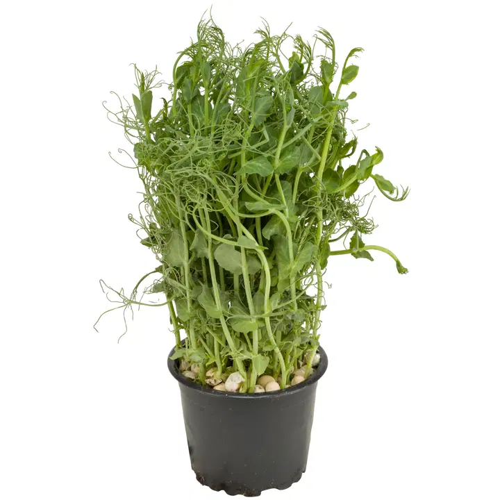 Husulan Puutarha herneenverso ruukku 100 g