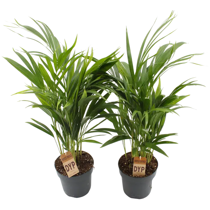 Kuldpalm