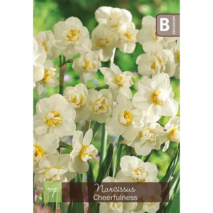 Narsissi, Narcissus Cheerfullness Z10/12, 7kpl