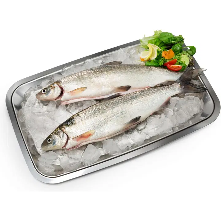 Hätälä Siika kasvatettu