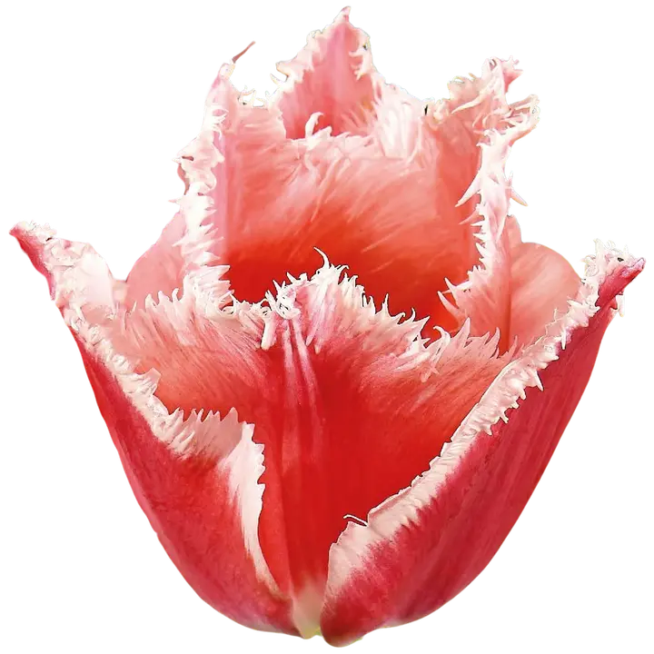 Tulppaani Bel Song 11/12, 7kpl