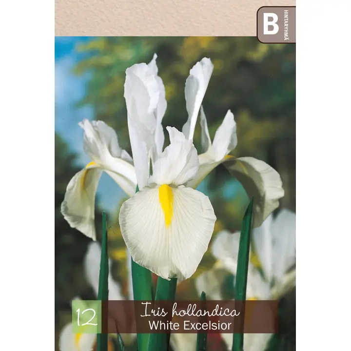 Hollanninkurjenmiekka 'White Excelsior' 12kpl
