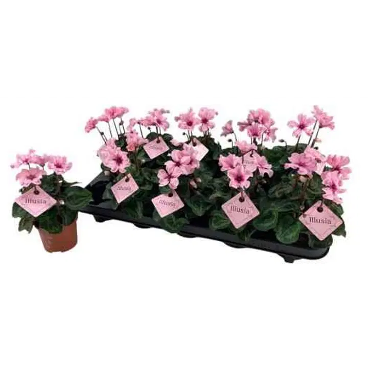 Syklaami, Cyclamen 'Illusia'