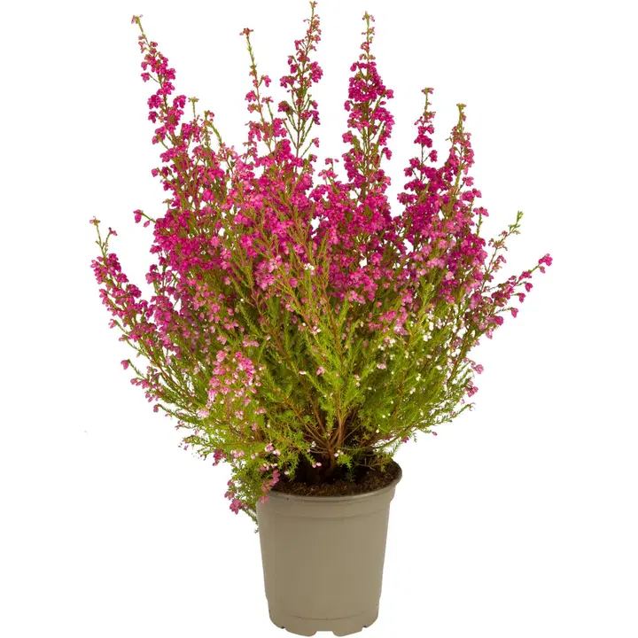 ERICA 11 CM