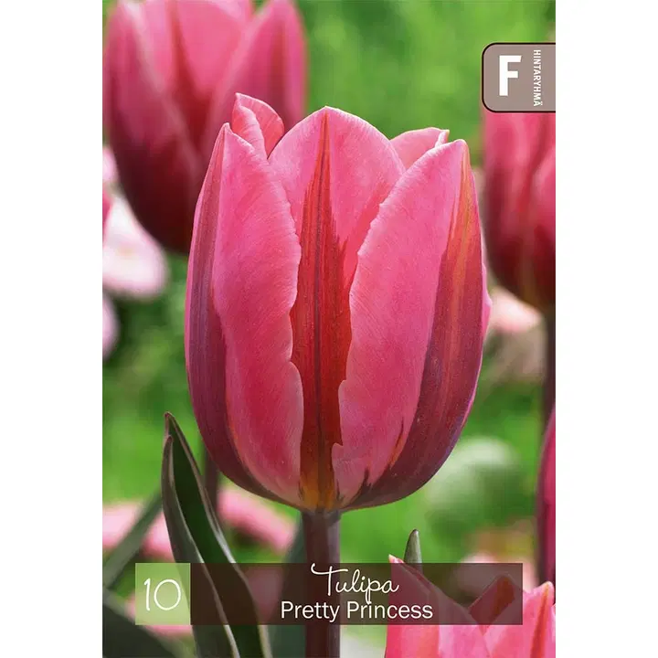 Tulppaani, Tulipa Pretty Princess 11/12, 10kpl