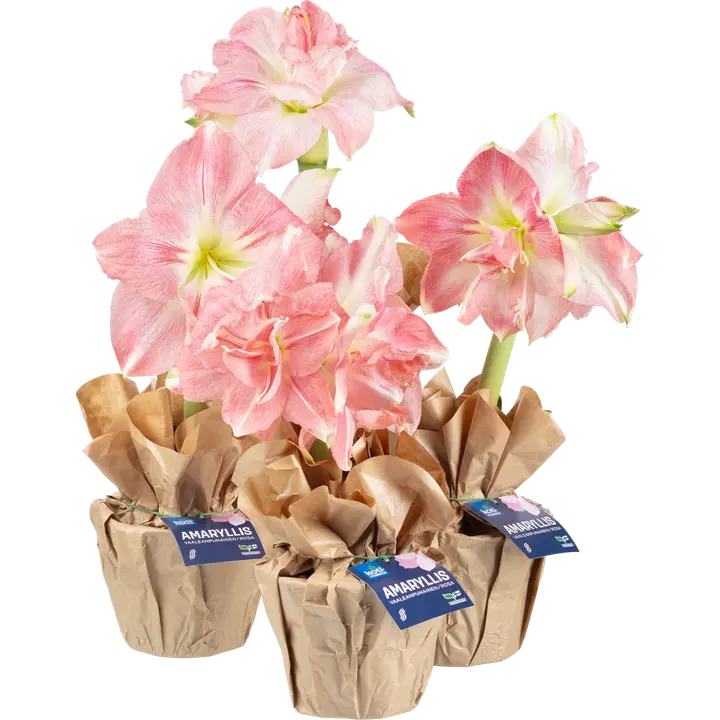 Kotimaista vaaleanpunainen amaryllis lahjakääreessä